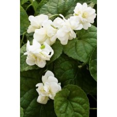 Viola odorata Double White Conte di Brazza 1 Plants Scented Flowers